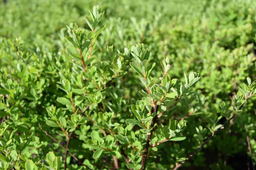 Spiraea nipponica 'Snowmound' 30-40 cm